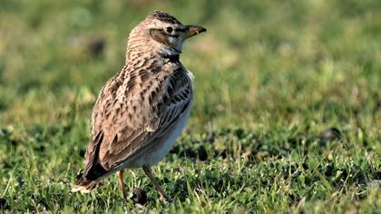Küçük boğmaklı toygar