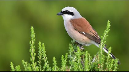 Kızılsırtlı örümcekkuşu