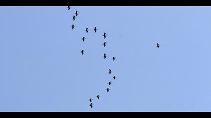 Çeltikçi » Glossy Ibis » Plegadis falcinellus