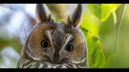 Kulaklı orman baykuşu