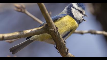Mavi baştankara » Eurasian Blue Tit » Cyanistes caeruleus