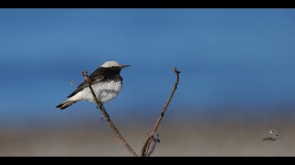 Keşiş kuyrukkakanı