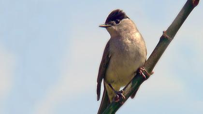 Karabaşlı ötleğen
