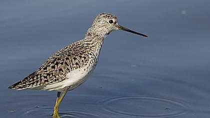 Bataklık düdükçünü