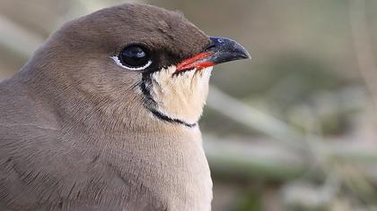 Bataklıkkırlangıcı