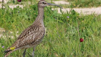 Sürmeli kervançulluğu