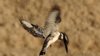 Alaca yalıçapkını