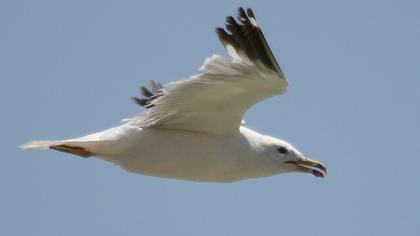 Van gölü martısı