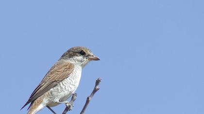 Kızılsırtlı örümcekkuşu