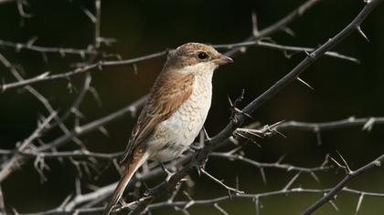 Kızılsırtlı örümcekkuşu