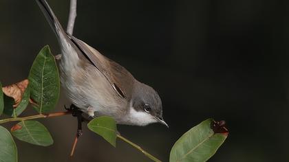 Küçük akgerdanlı ötleğen