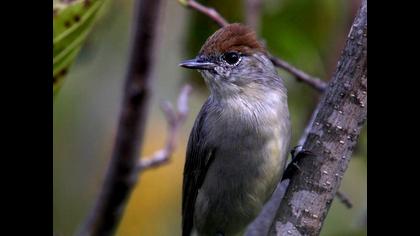 Karabaşlı ötleğen