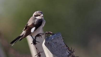 Karaalınlı örümcekkuşu