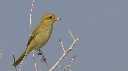 Kızılkuyruklu örümcekkuşu