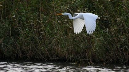 Büyük ak balıkçıl