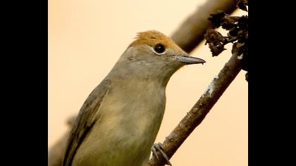 Karabaşlı ötleğen