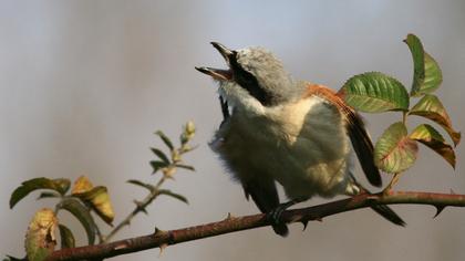 Kızılsırtlı örümcekkuşu