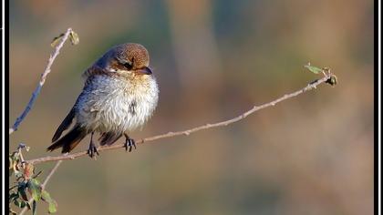 Kızılsırtlı örümcekkuşu