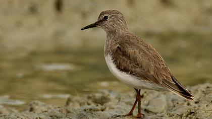 Sarıbacaklı kumkuşu