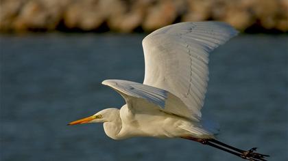 Büyük ak balıkçıl