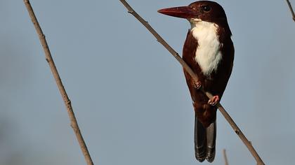İzmir yalıçapkını