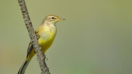 Sarı kuyruksallayan