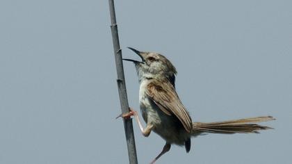 Dikkuyruklu ötleğen