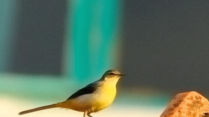 Dağ kuyruksallayanı