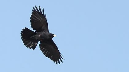 Sarıgagalı dağ kargası