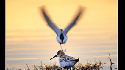 Karakarınlı kumkuşu