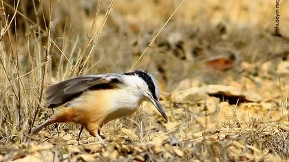 Büyük kaya sıvacısı
