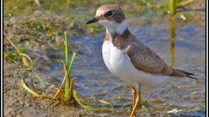 Halkalı küçük cılıbıt