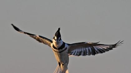Alaca yalıçapkını