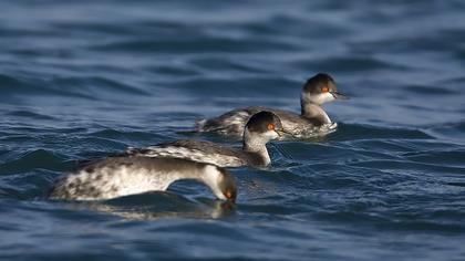 Karaboyunlu batağan