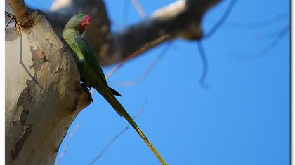 İskender papağanı