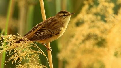 Kındıra kamışçını