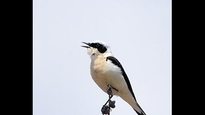 Karakulaklı kuyrukkakan