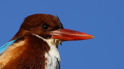 İzmir yalıçapkını