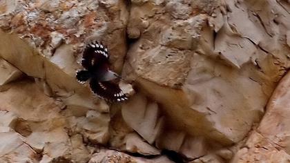 Duvar tırmaşıkkuşu