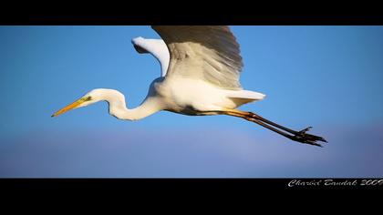 Büyük ak balıkçıl