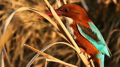 İzmir yalıçapkını