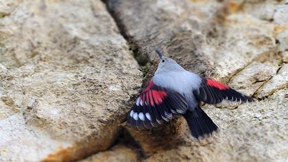 Duvar tırmaşıkkuşu