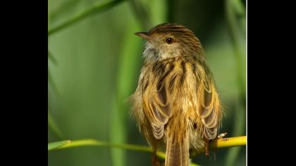 Dikkuyruklu ötleğen