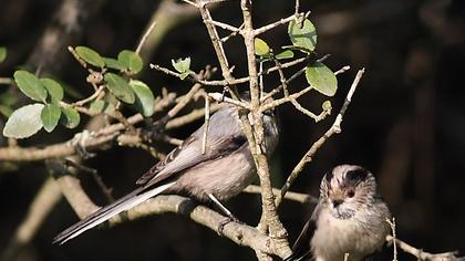 Uzunkuyruklu baştankara