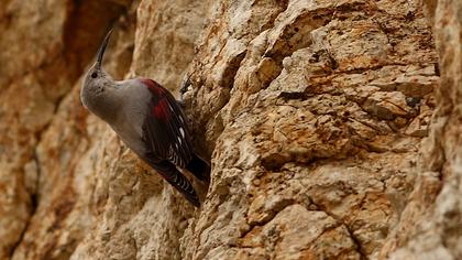 Duvar tırmaşıkkuşu