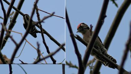 Küçük ağaçkakan