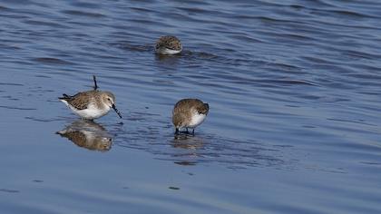Karakarınlı kumkuşu