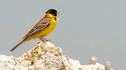 Karabaşlı kirazkuşu