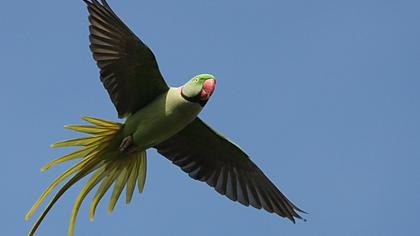 İskender papağanı