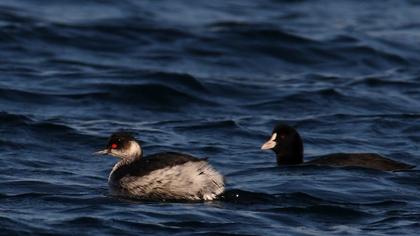 Karaboyunlu batağan